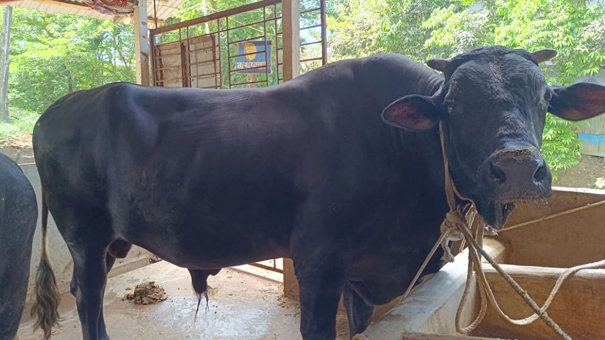 ফ্রিজিয়ান গরু