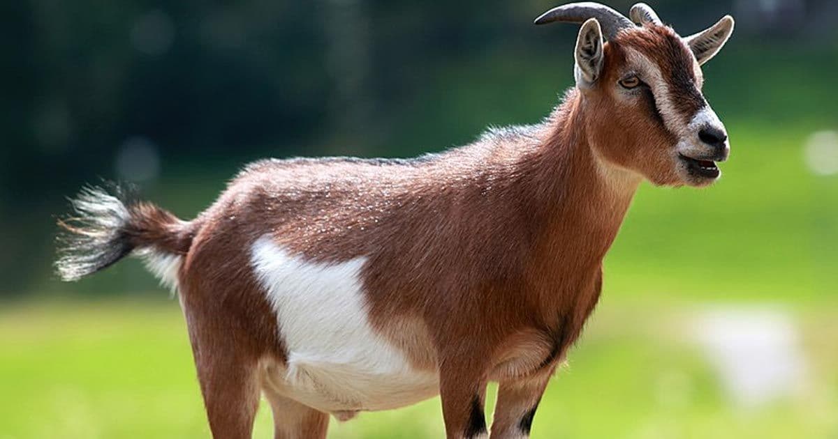 নেপালি ছাগল
