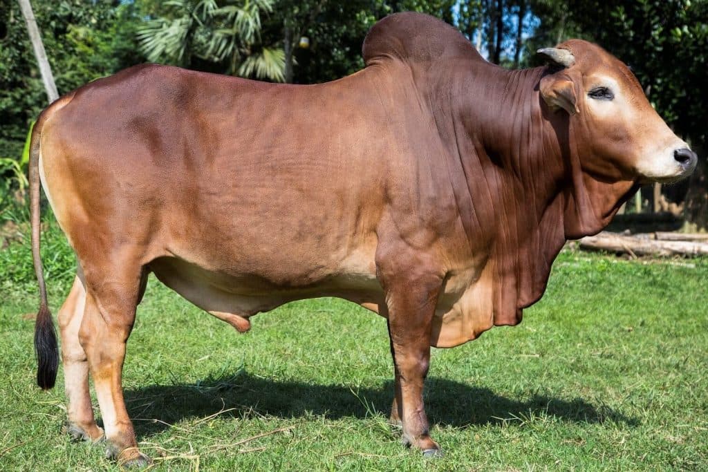 দেশি লাল গরু