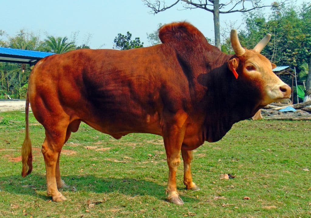 রাজস্থানি গরু