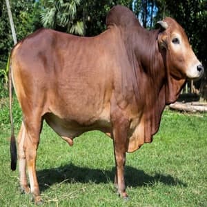 সিন্ধি রেড বুল