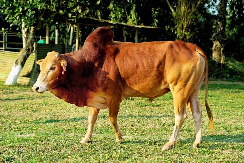 শাহীওয়াল গরু