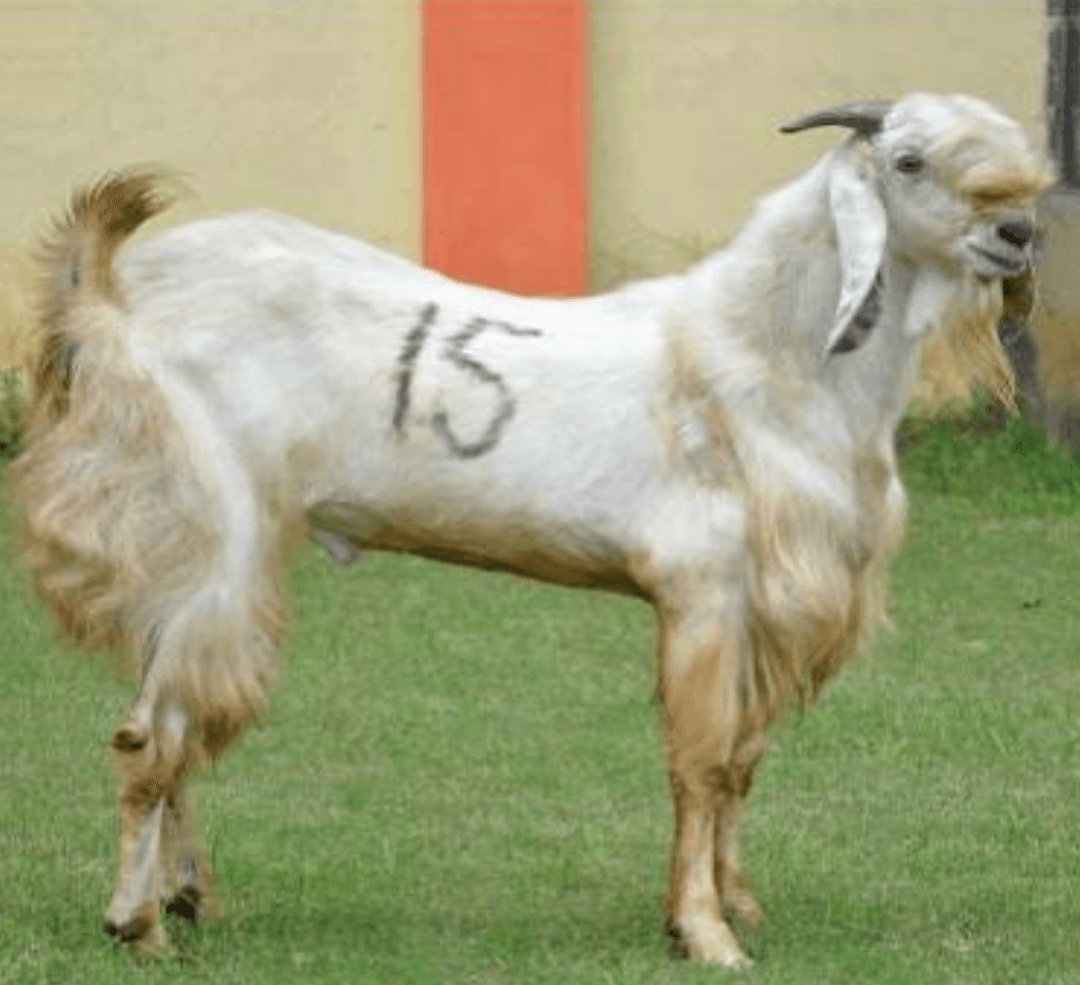 যমুনাপারী ছাগল