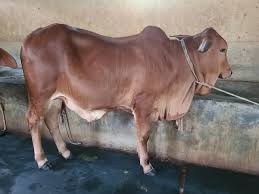 গির গরু