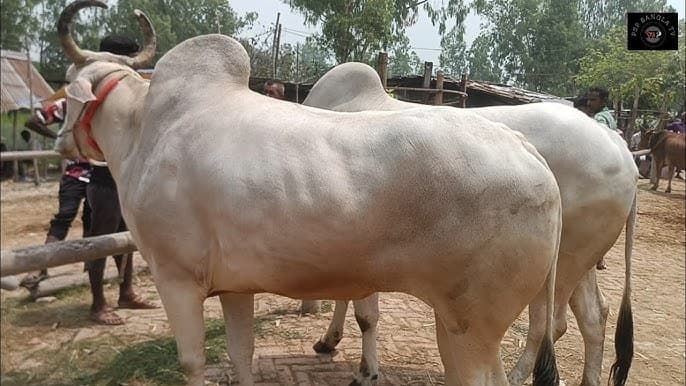 হরিয়ানা গরু